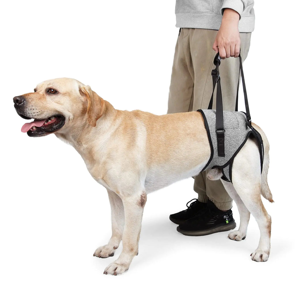 Johnbolin dog lift harness to support senior or injured big dog