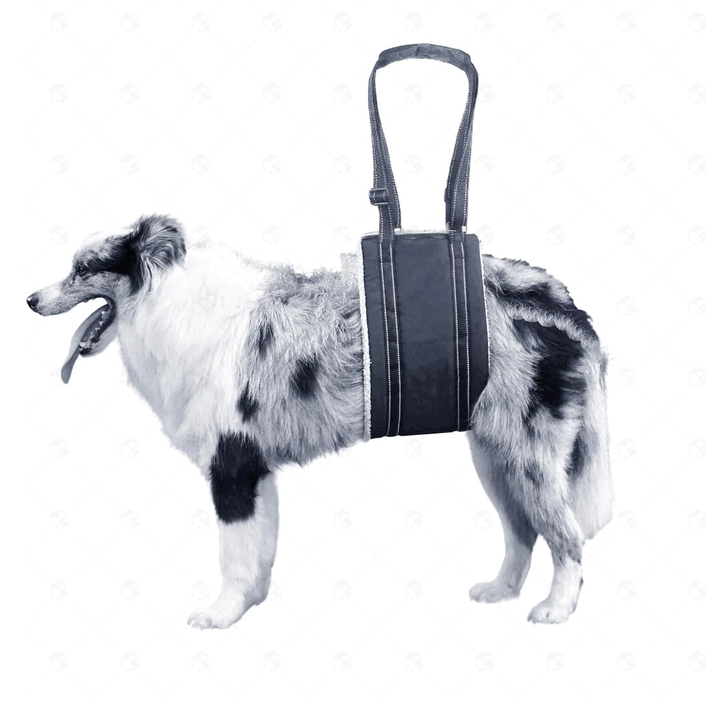 Comfort lift dog harness for senior or Injured/weak rear legs