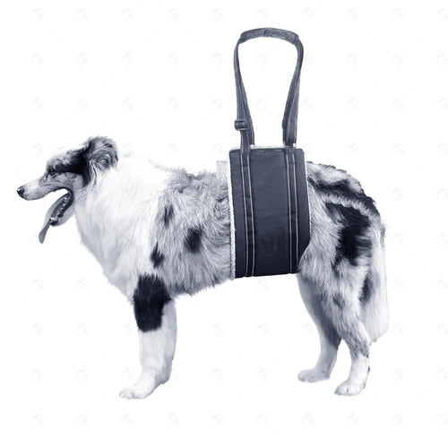 Comfort lift dog harness for senior or Injured/weak rear legs